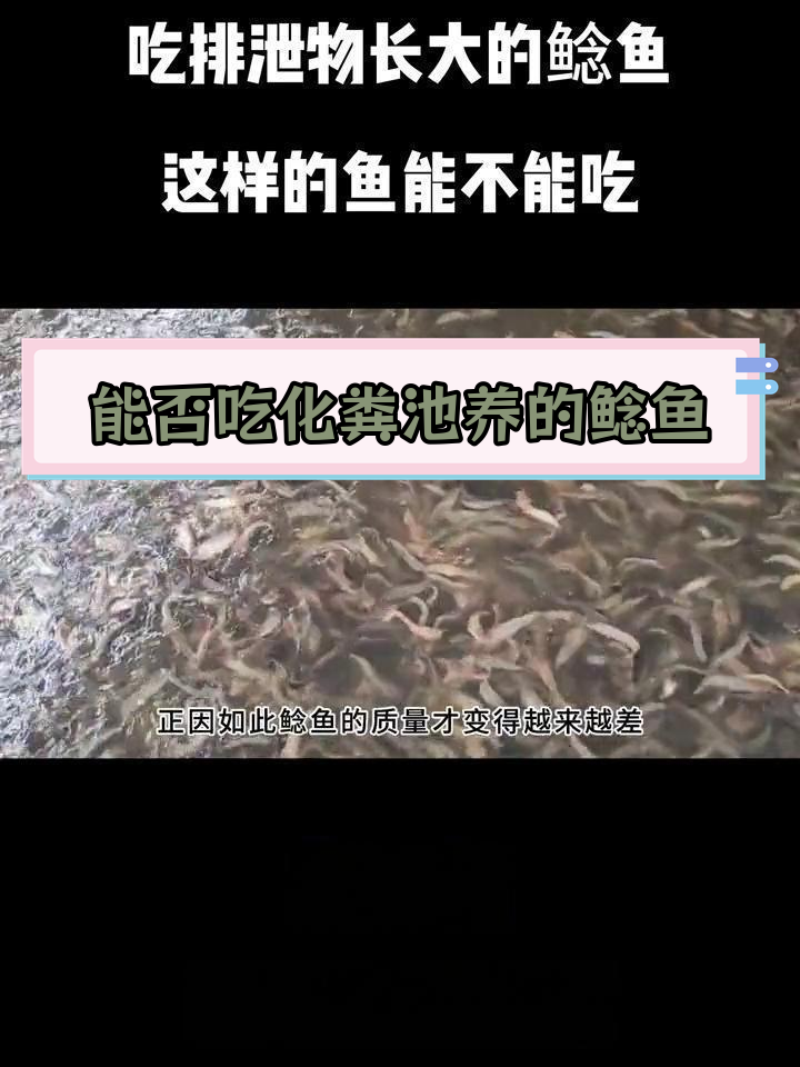 化粪池长大的鲶鱼能吃吗?