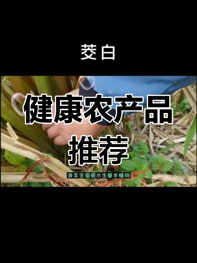 天然绿色食品:茭白与水生草莓的营养价值