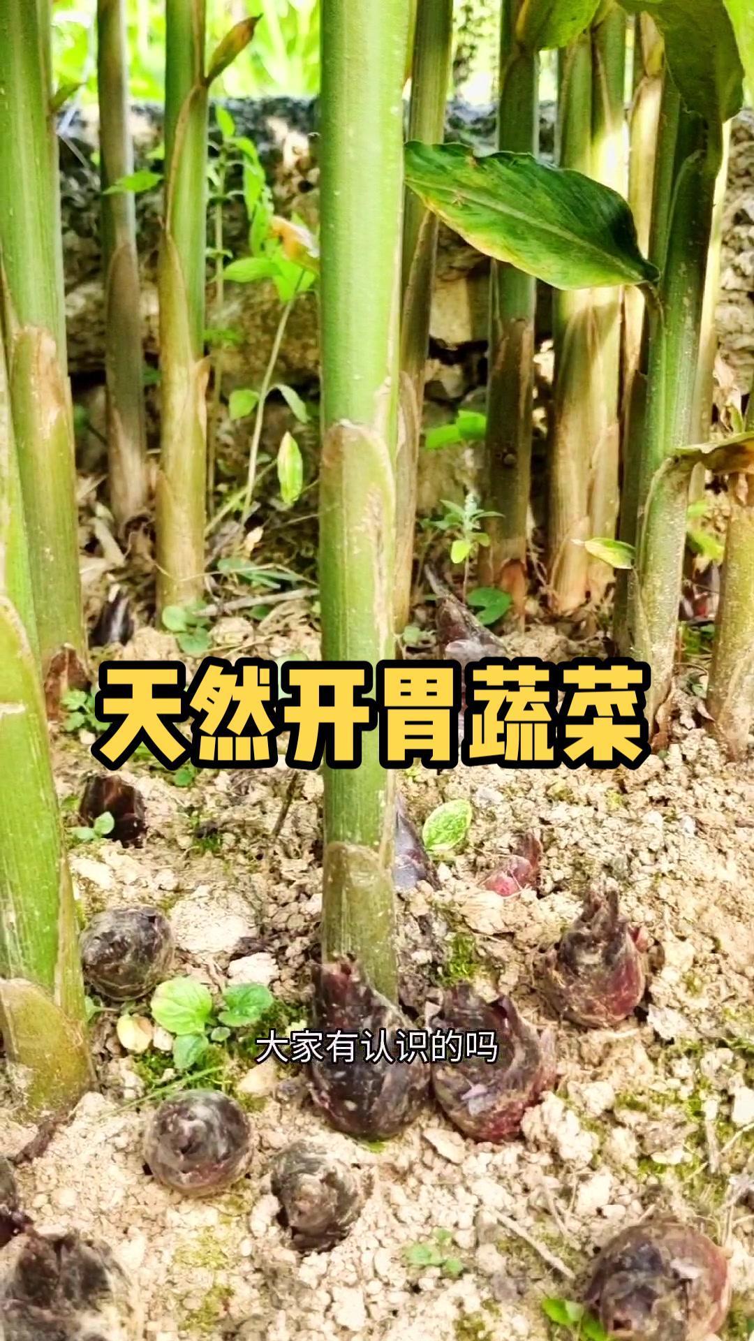 湖北恩施这种一种野生蔬菜,你吃过吗?乡村守护人 优质农产品 新鲜采摘 新农村计划2022 
