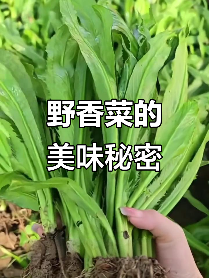 野生香菜香气扑鼻,做菜绝配,拌凉、煮鱼炒肉都超赞!