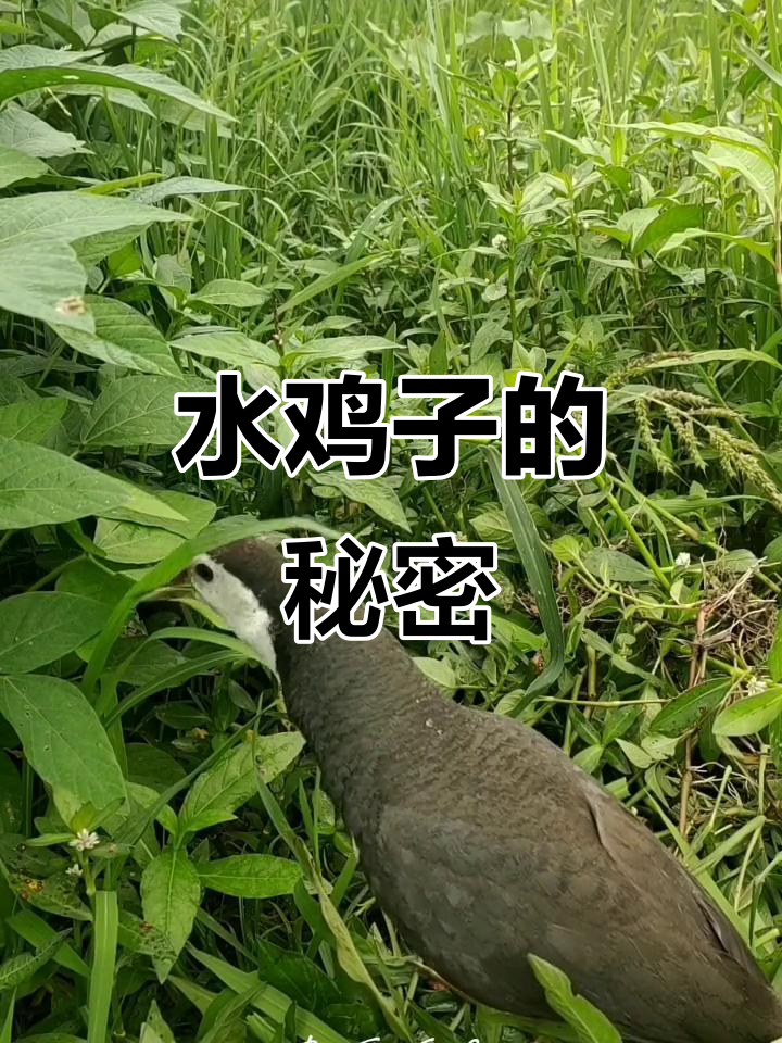 农村常见的水鸡子,你认识吗?白面水鸡叫声大揭秘
