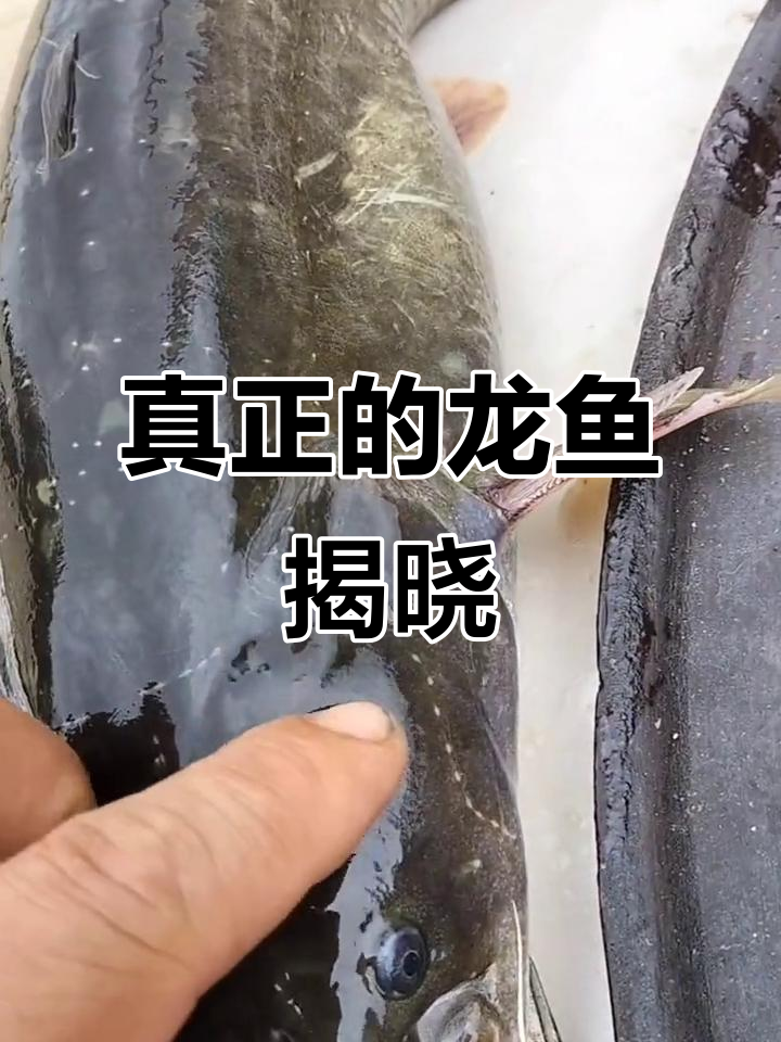 龙鱼揭秘:不是鲶鱼的神秘淡水生物,身上斑点竟是星宿图