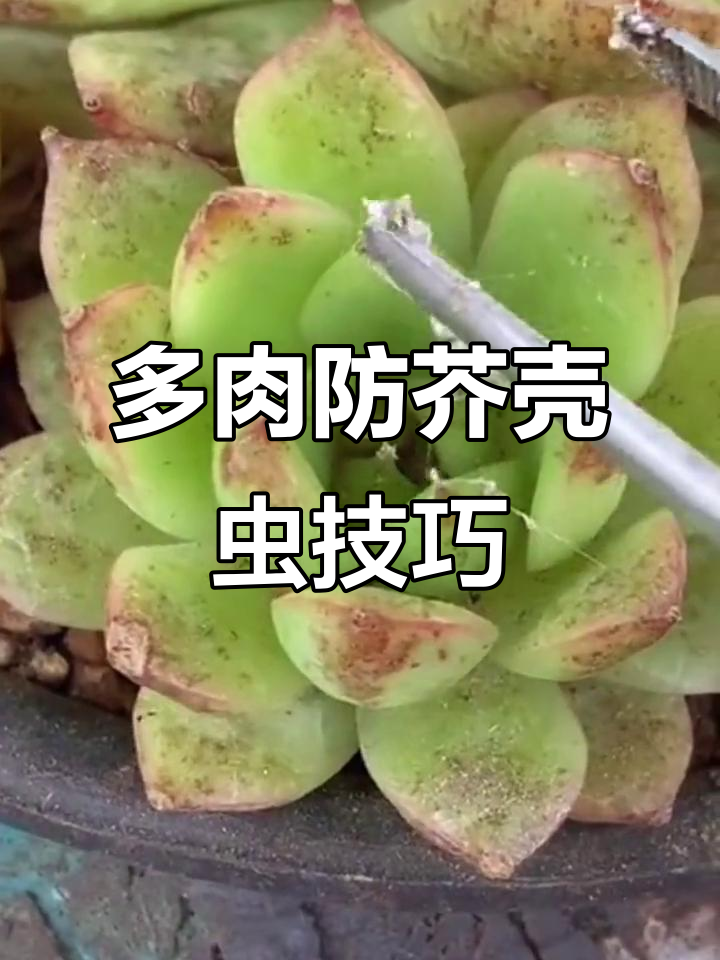 春天多肉植物易生介壳虫,提前预防很重要