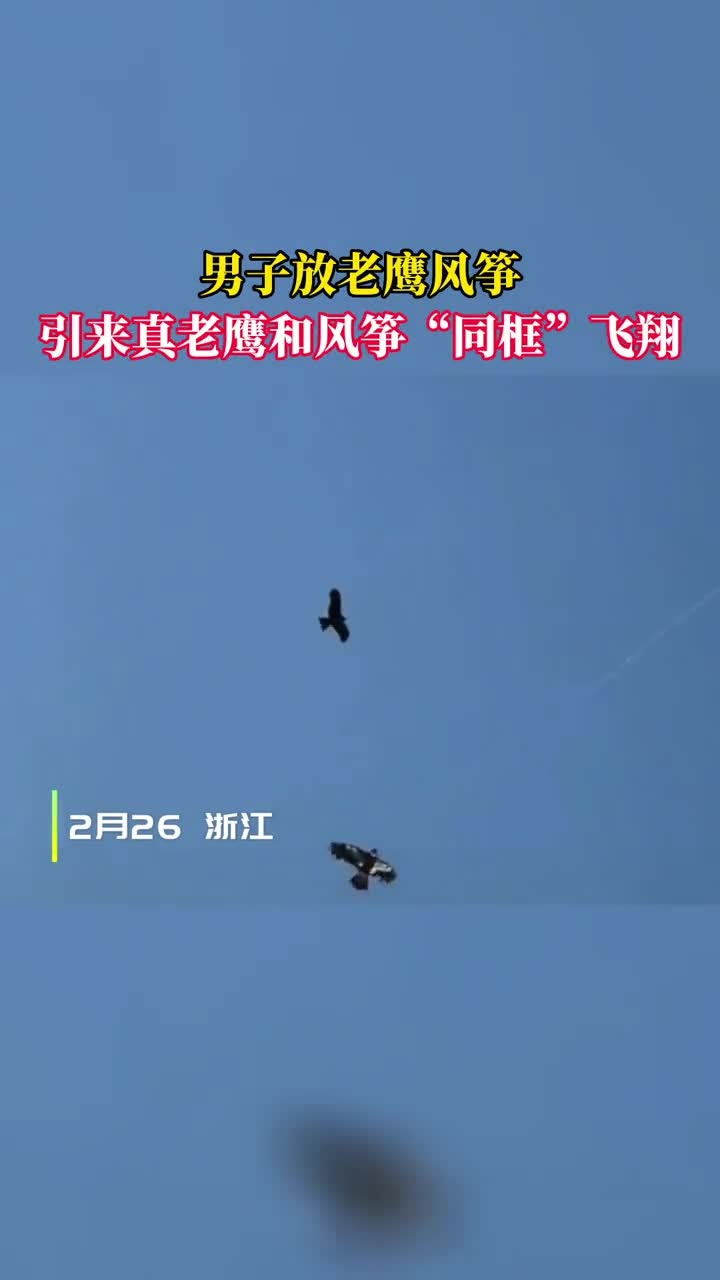 男子放老鹰风筝 引来真老鹰与风筝“同框”飞翔
