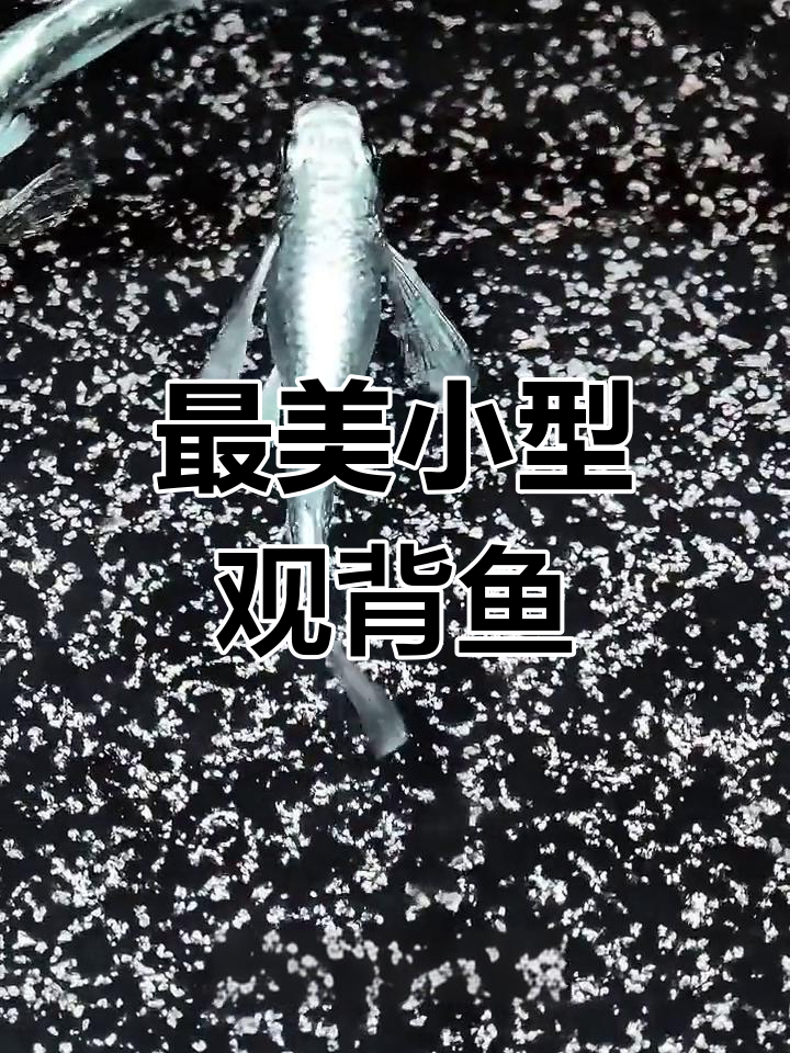 天使青鳉,最美观赏鱼品种