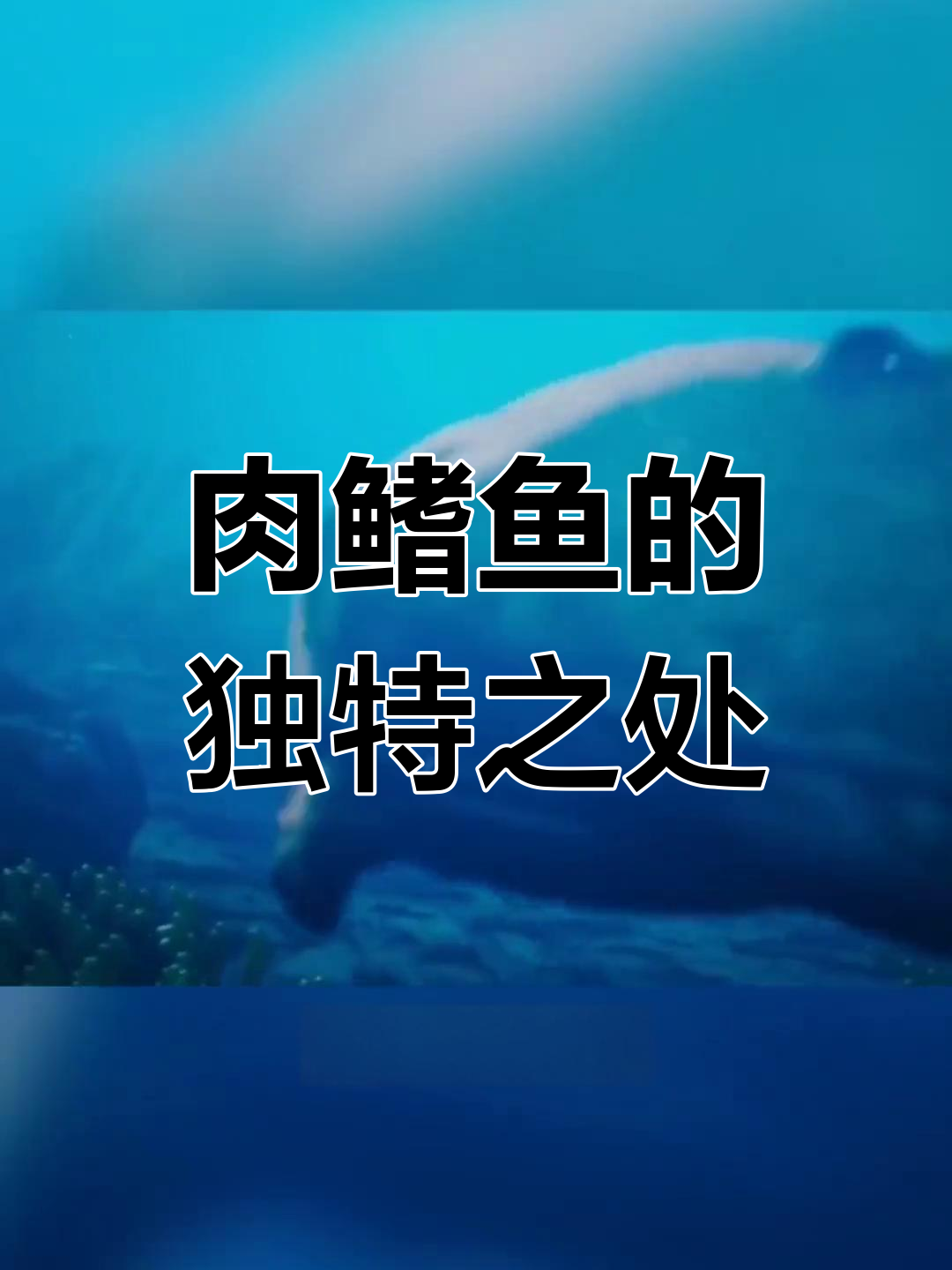肉鳍鱼:从远古到现代的演变