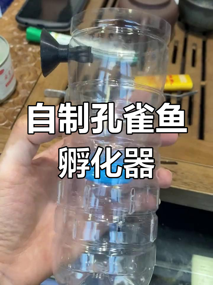 孔雀鱼产房自制,简易孵化器制作