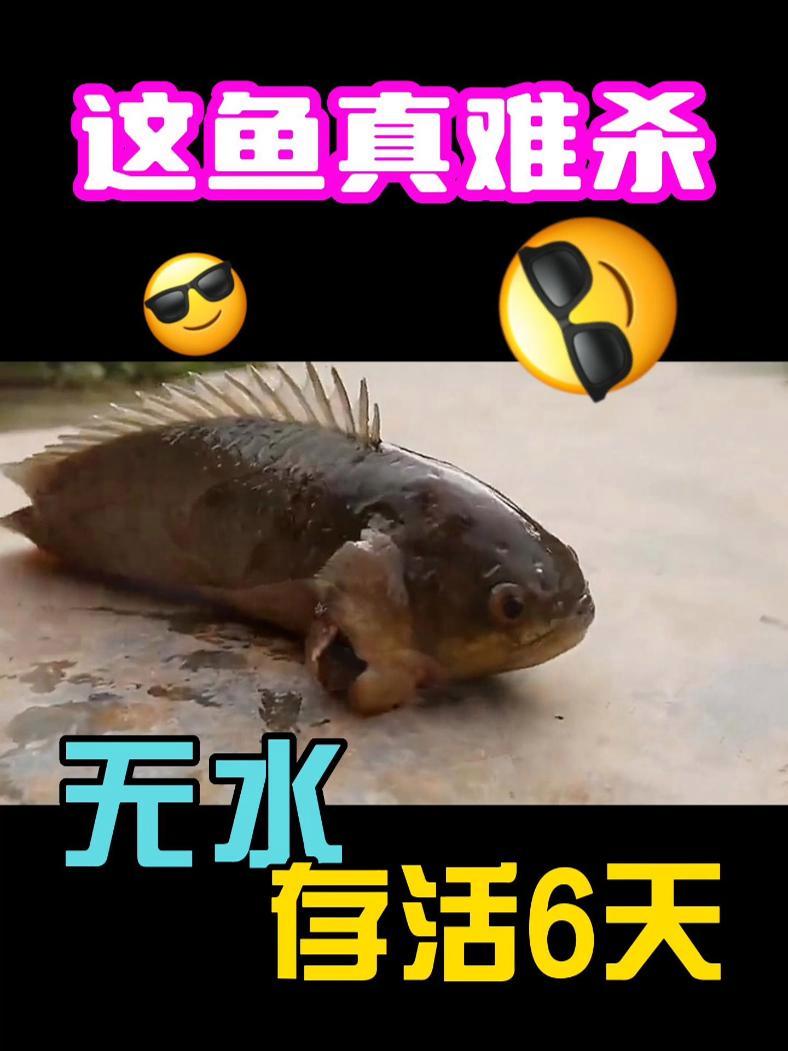 这鱼好难杀!无水存货六天,还会爬树!攀鲈鱼也叫过山鲫,这个入侵物种到底有什么样的神奇之处!