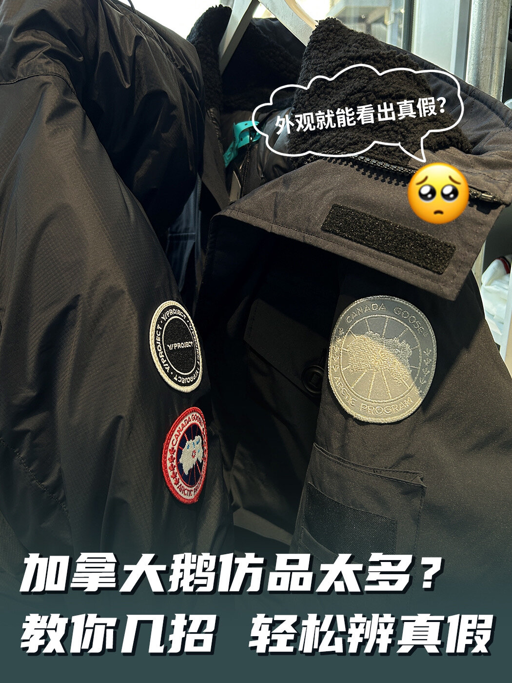 加拿大鹅怎么一眼看真假?