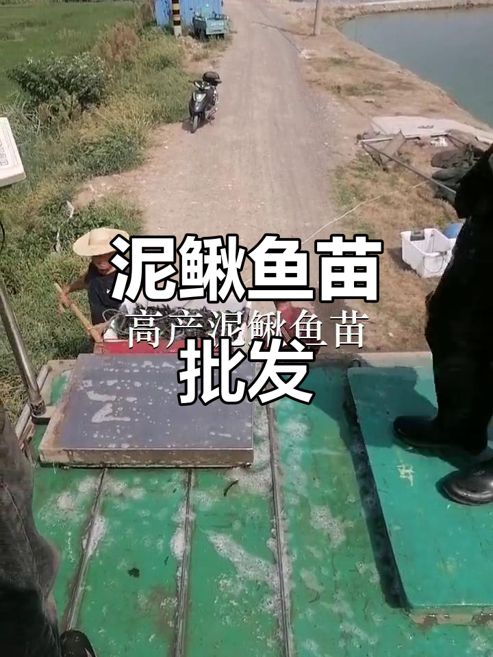 优质泥鳅鱼苗，批发供应，深圳及佛山均有货源
