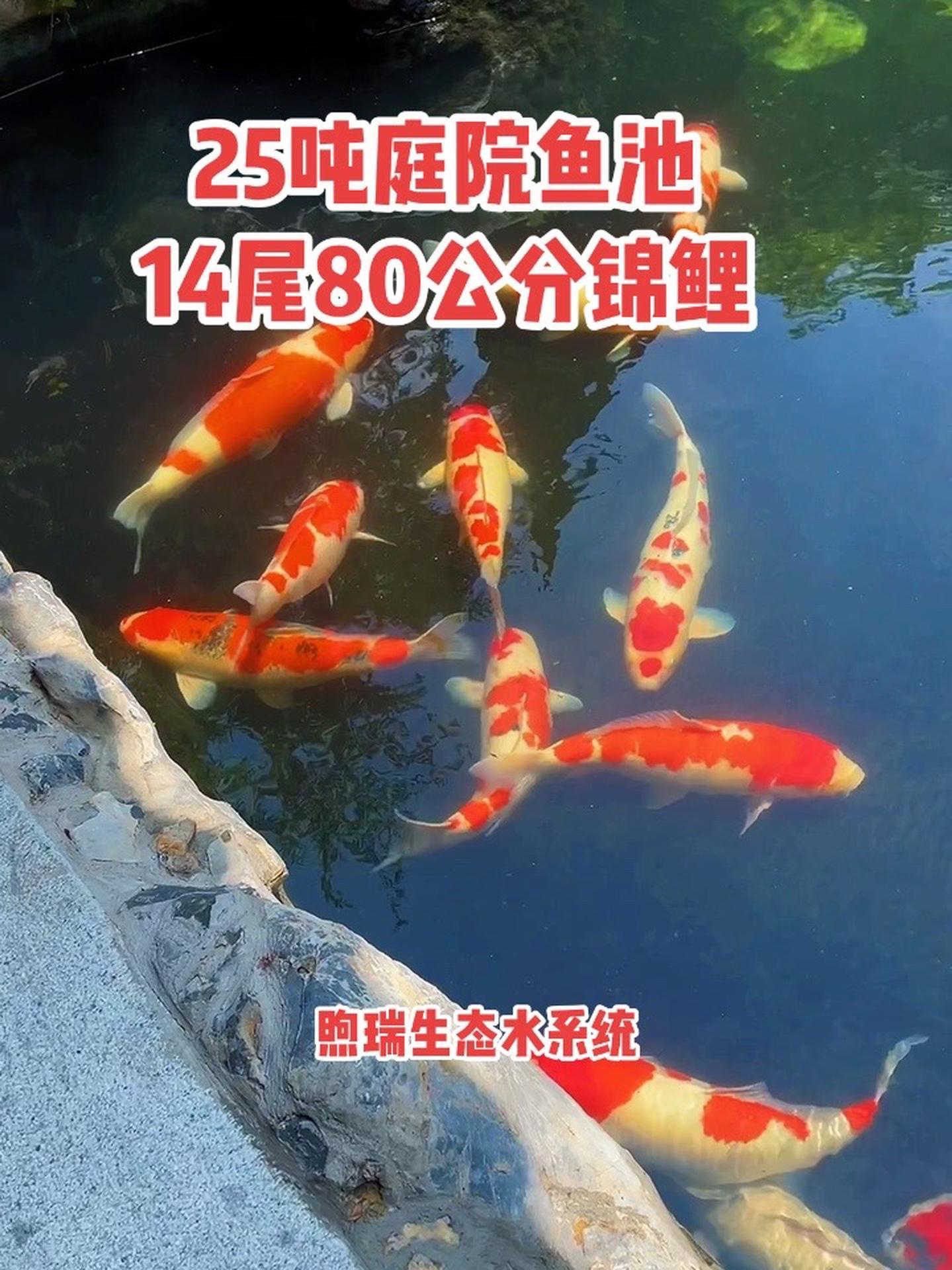 这是一个位于杭州市中心,由开发商所建造的鱼池,25吨水体,池子内部有一个1平方的泵坑,原本
