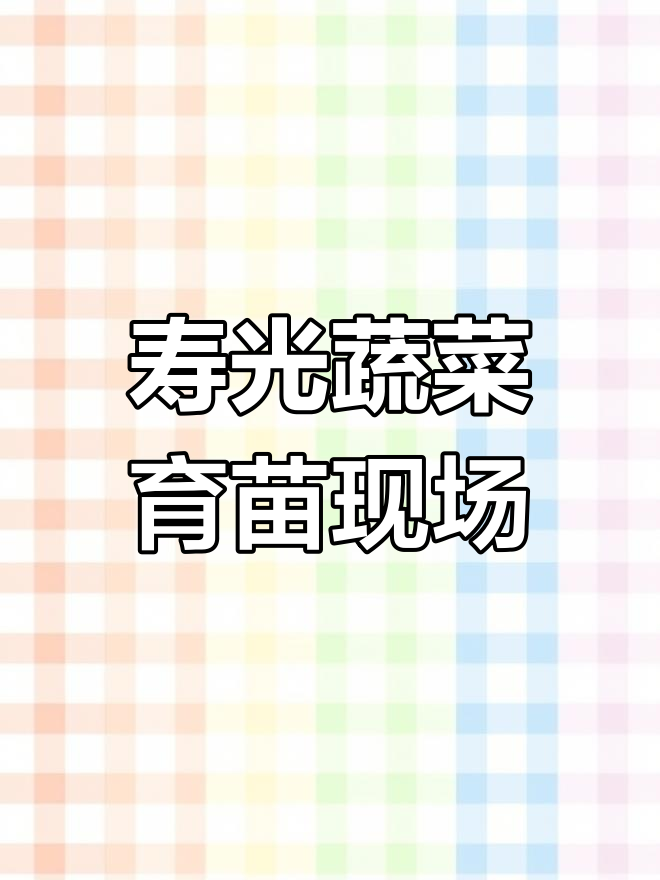 山东寿光蔬菜育苗基地,百五十万芹菜苗助力河北石家庄客户