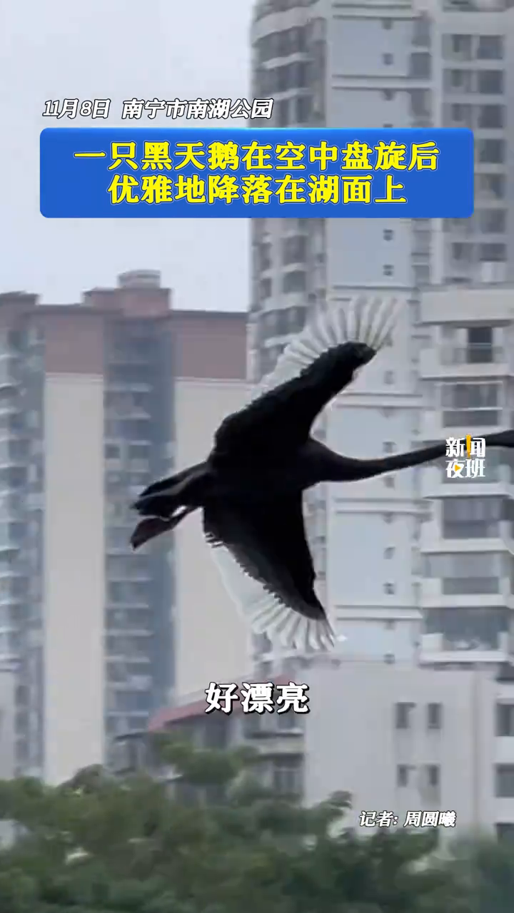 一只黑天鹅在空中盘旋后,优雅地降落在湖面上