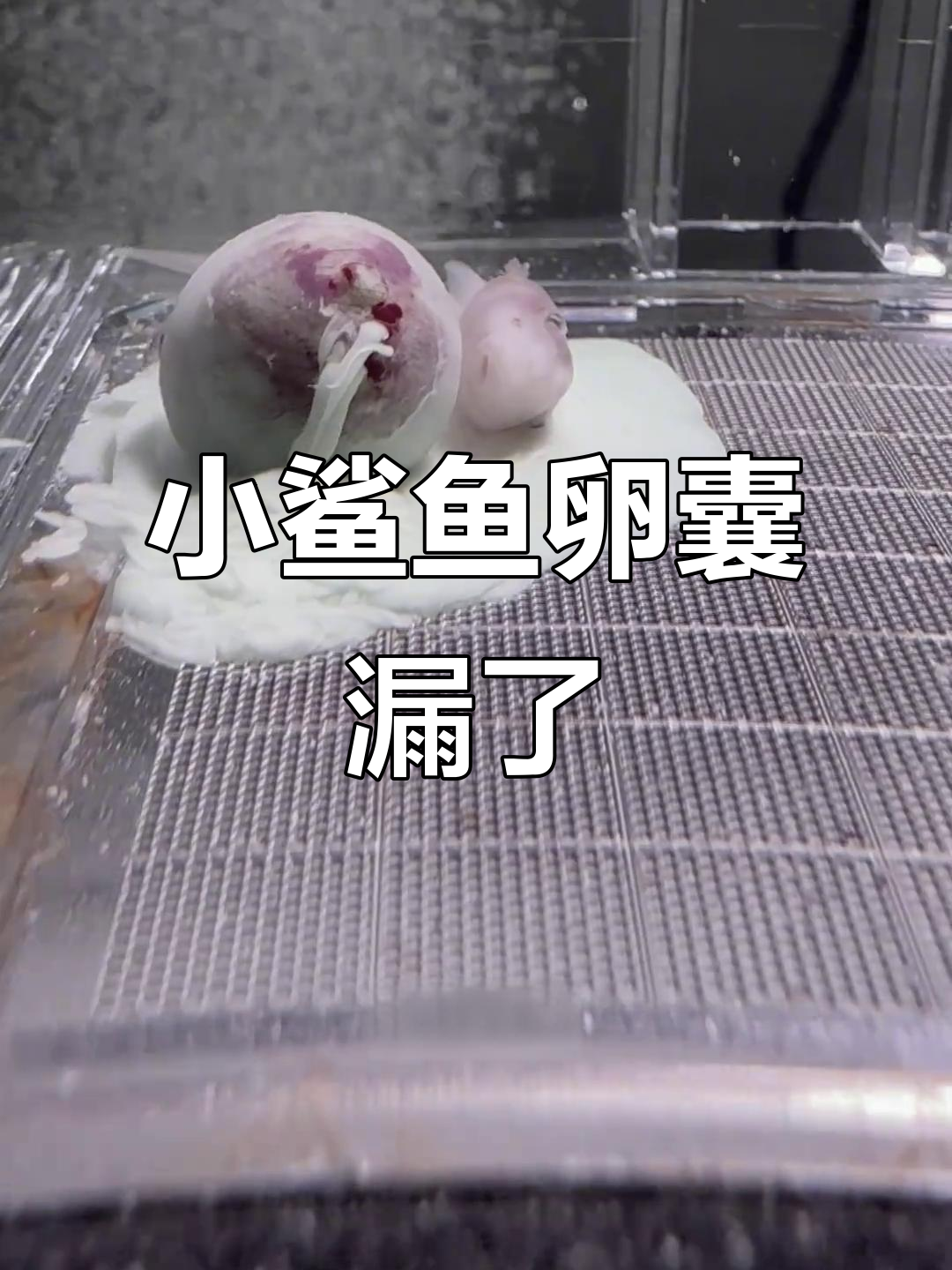 小鲨鱼卵囊破裂,抢救过程惊心动魄