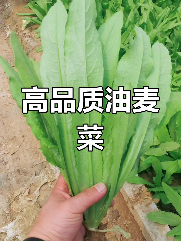 撒哈拉油麦菜:耐热高产的优质品种