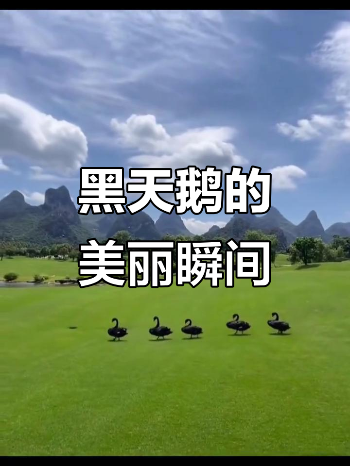 桂海晴岚的黑天鹅,优雅与唯美的完美结合