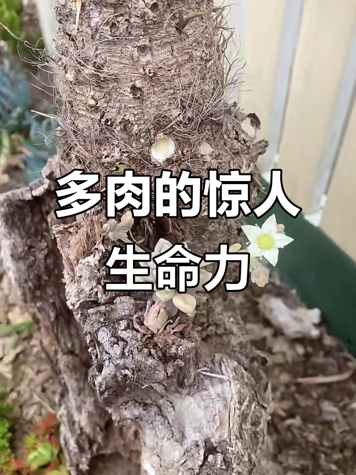 枯木桩上的奇迹多肉，竟然开花生根了！