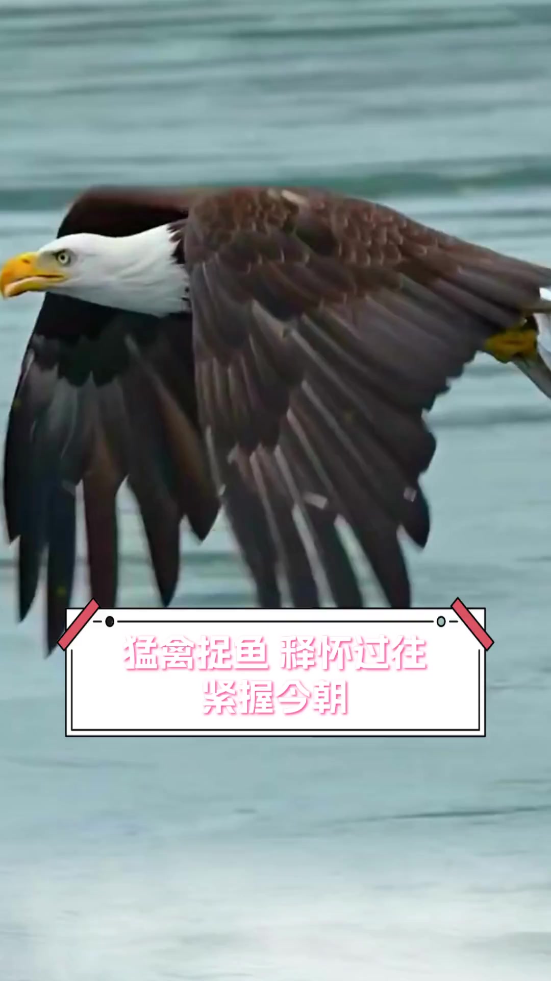 猛禽捉鱼,释怀过往,紧握今朝