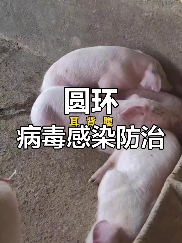 保育猪圆环病毒症状解析与防控技巧