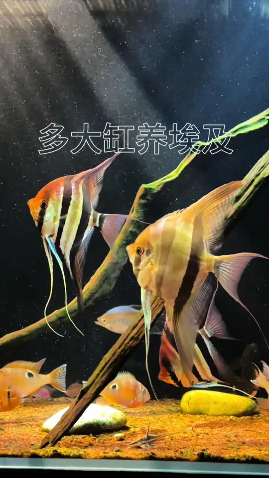 养埃及到底用多大的缸?埃及神仙鱼 南美缸 养鱼日记 安静的小世界