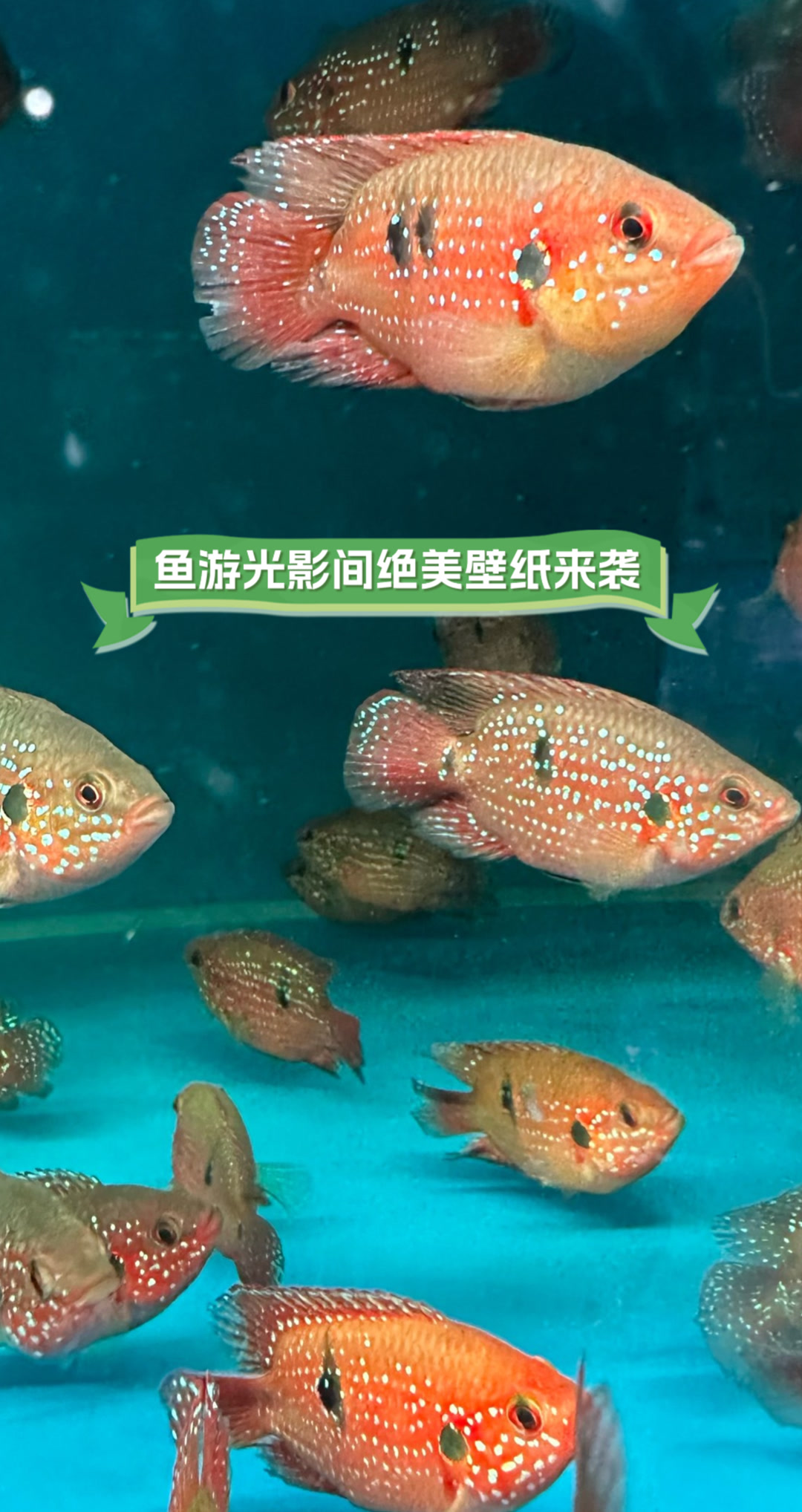 鱼游光影间,绝美壁纸来袭