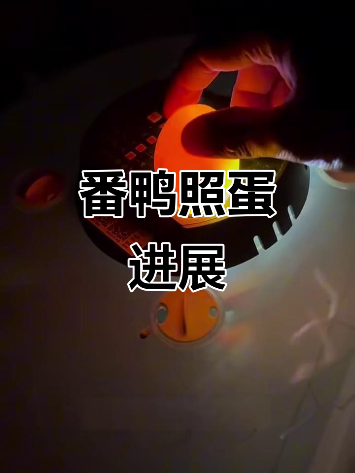 翻鸭蛋孵化第七天，四枚受精蛋能否顺利出壳？