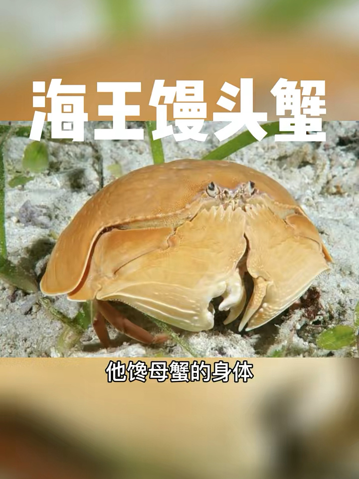 馒头蟹:能够成为海王,除了外表实力更重要