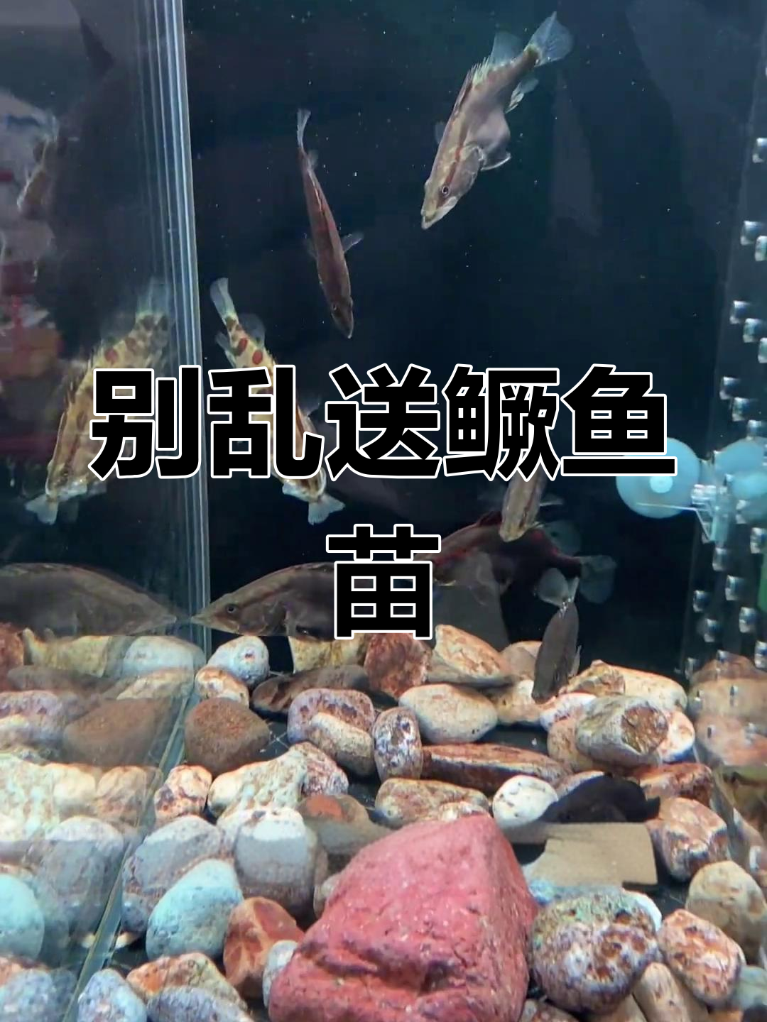 买桂鱼苗竟是圈套,养了8天全死光