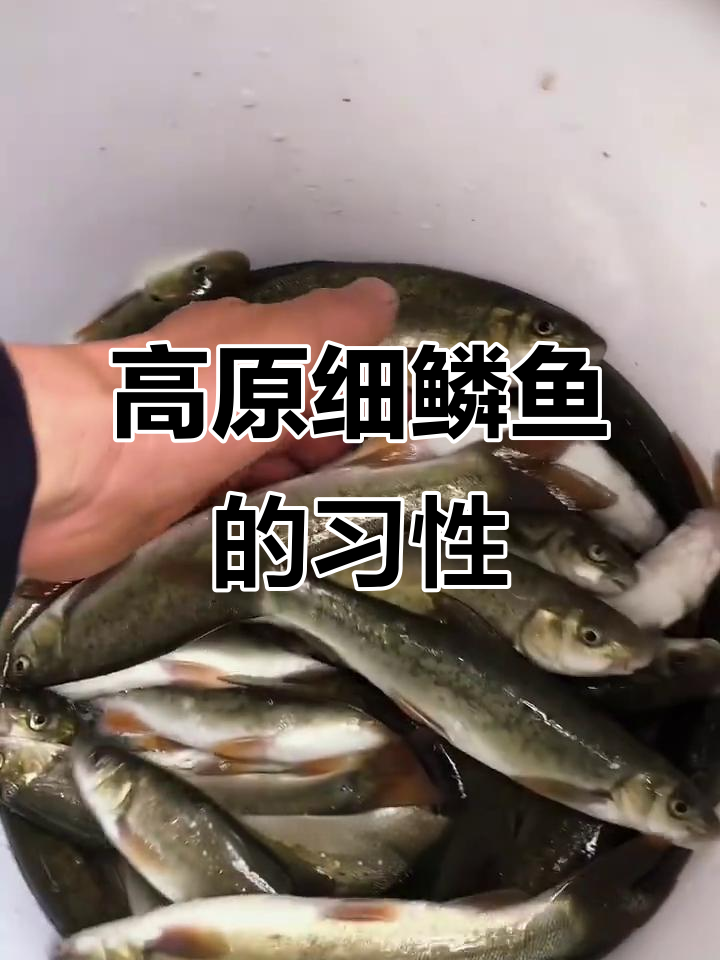 细鳞鱼：高原湖泊与溪流中的生存之道