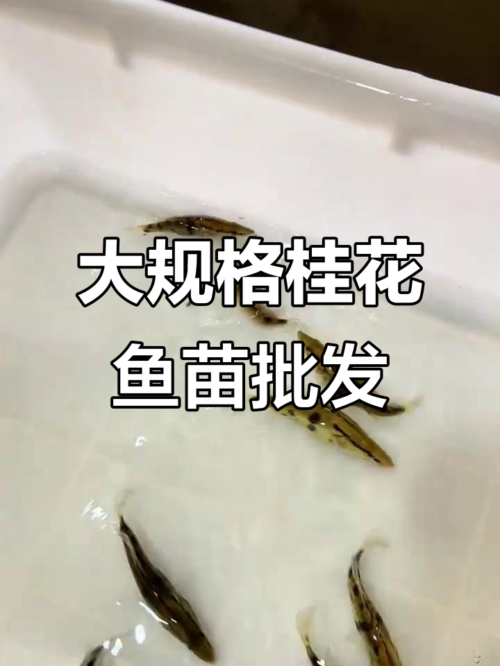 桂花鱼苗批发,全国发货!价格可谈