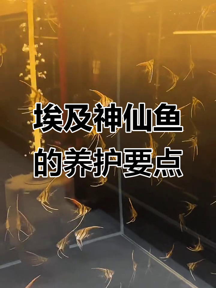 埃及神仙鱼养殖全攻略:水质、温度、喂食技巧一网打尽