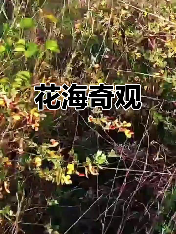 首次见到如此繁盛的红花锦鸡儿,惊艳了整个花海