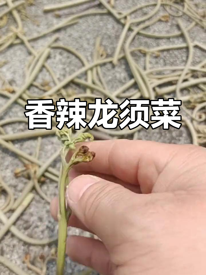 龙须菜晒干炒腊肉,香气扑鼻,味道独特