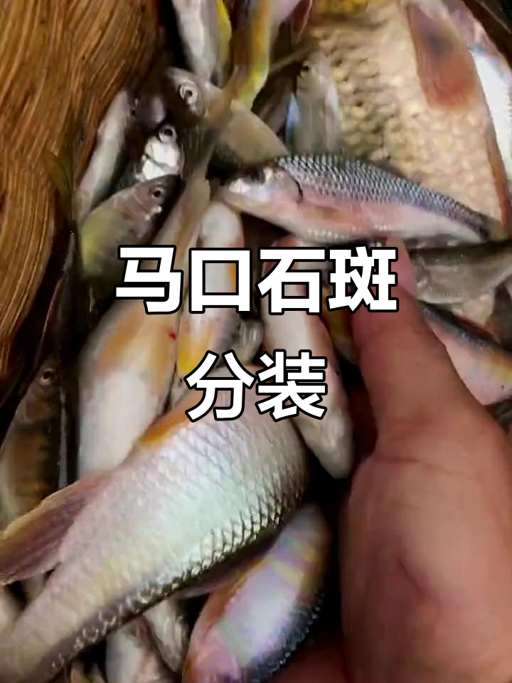 正宗马口与石斑鱼,分开打包更美味