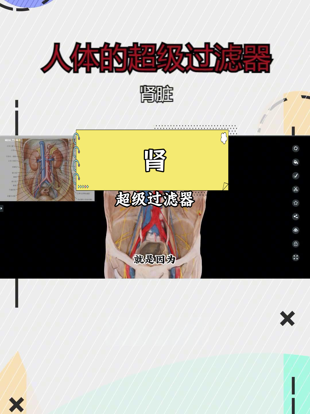 肾脏的解剖结构与功能
