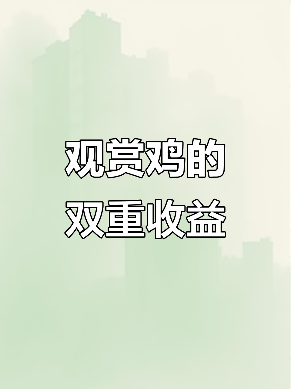 观赏鸡养殖,既享受乐趣又赚取丰厚回报