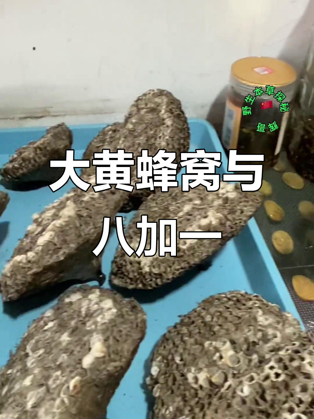 探秘野生大黄蜂巢穴,马蜂窝与八加一泡酒的奇妙之旅