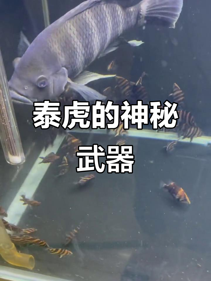 虎鱼的天敌与神器,泰国水族大揭秘