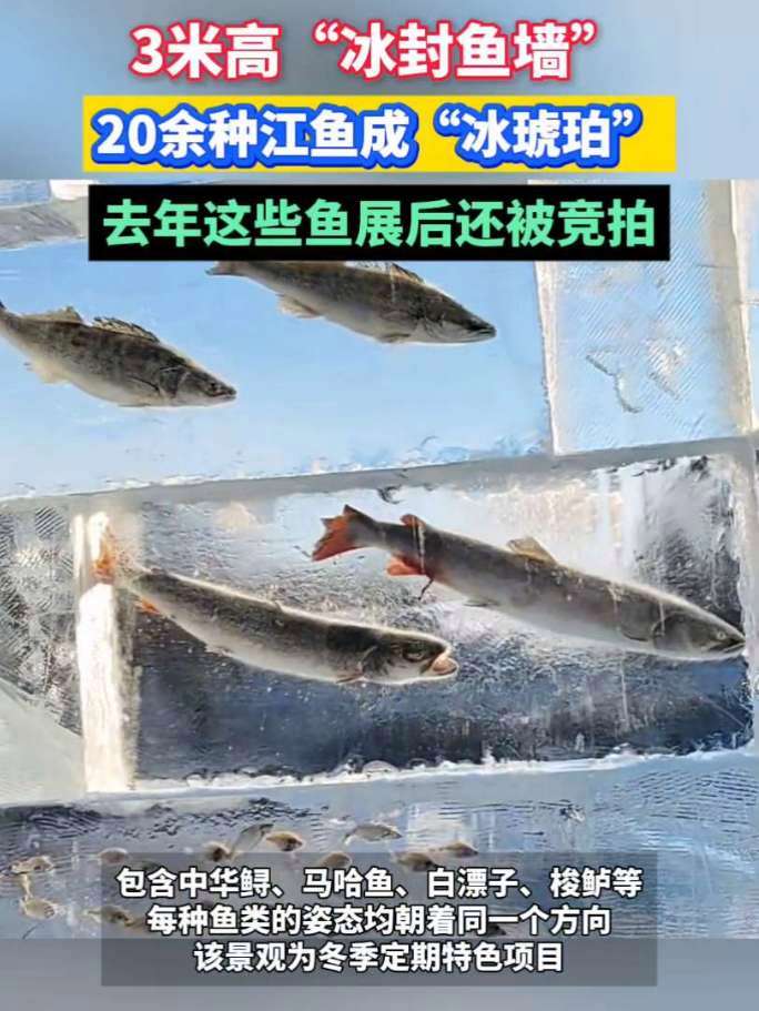 黑龙江三江口景区现3米高“冰封鱼墙”,中华鲟等20余种江鱼成“冰琥珀”,去年这些鱼展后还被