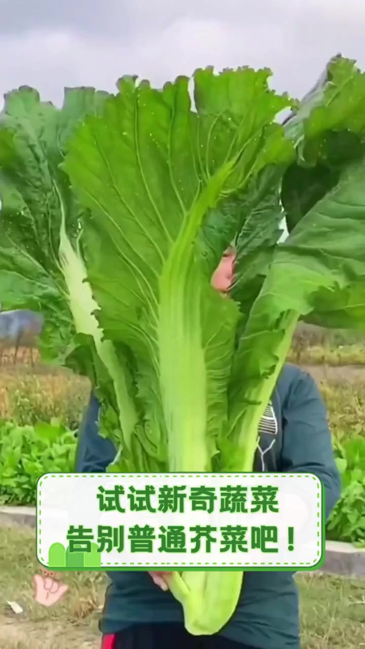 试试新奇蔬菜,告别普通芥菜吧!