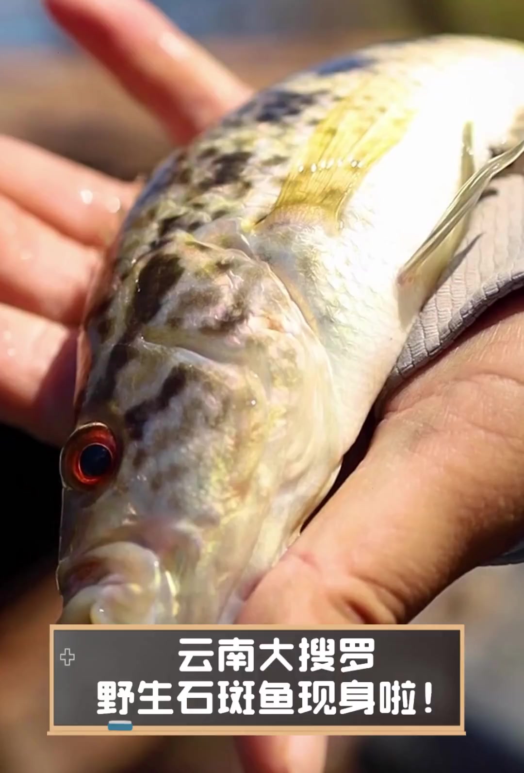 云南大搜罗,野生石斑鱼现身啦!
