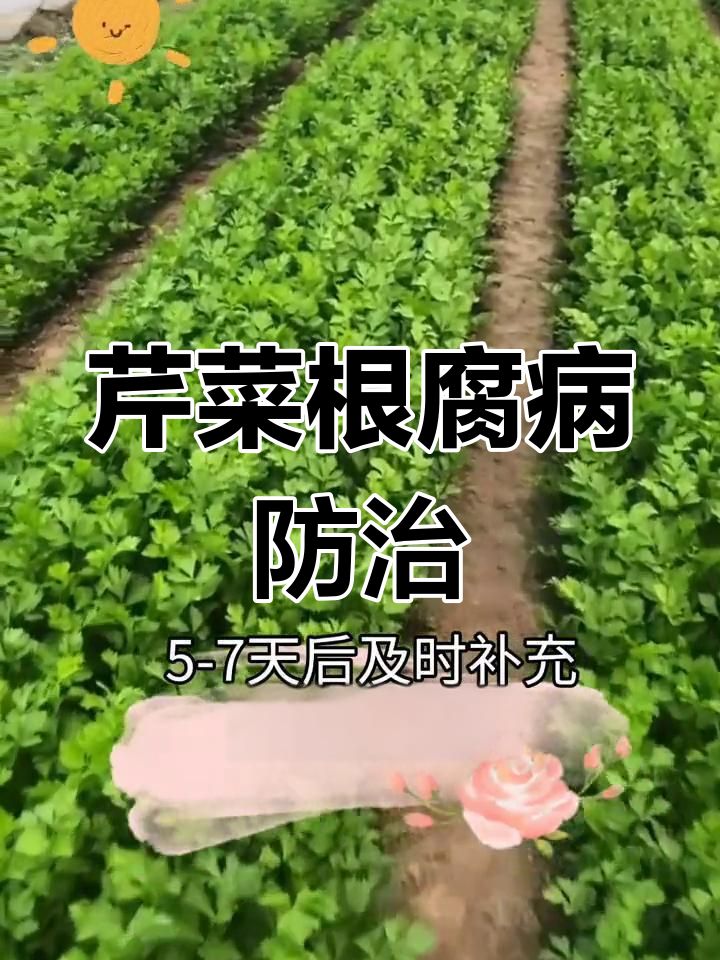 芹菜根腐病防治全攻略