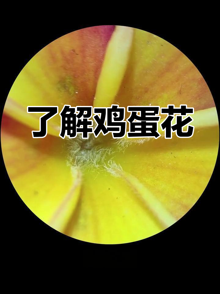 鸡蛋花的形态与药用价值