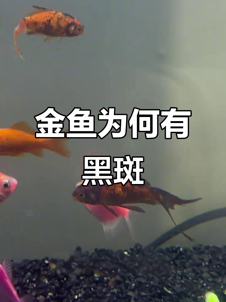 金鱼长黑斑的原因及应对方法
