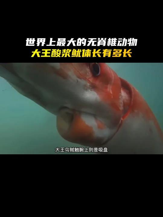 世界上最大的“鱿鱼”——大王酸浆鱿