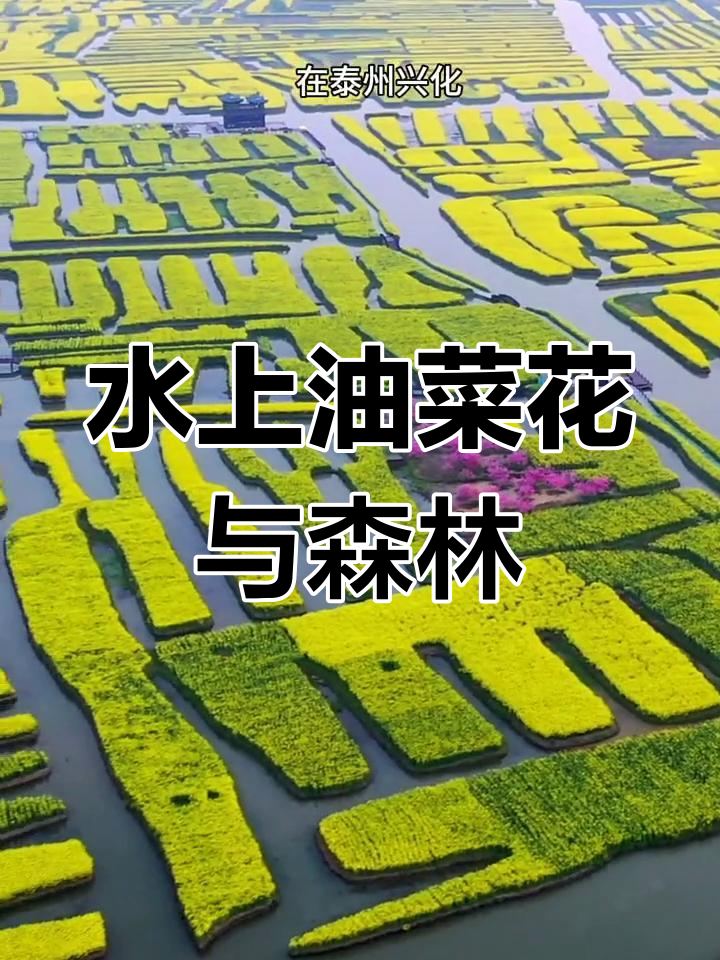 泰州兴化千垛油菜花海,水上森林与美景相伴