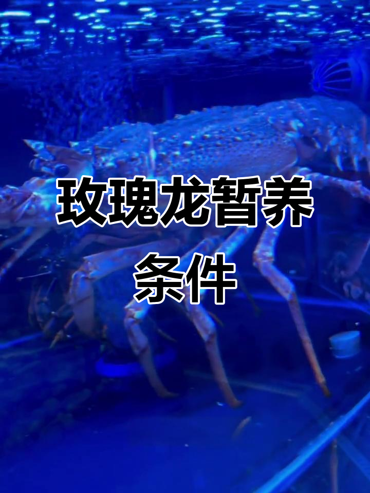 玫瑰龙虾暂养技巧:温度、盐度全解析