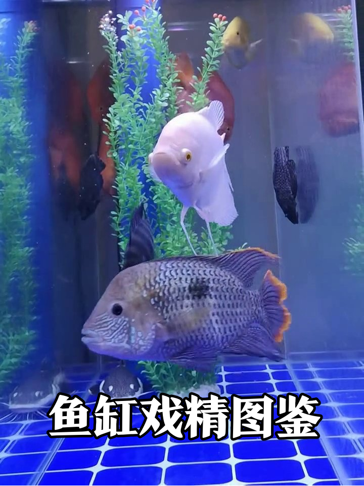 鱼缸里的鱼界戏精：优雅白富美 vs 撒糖情侣 vs 躺平大佬