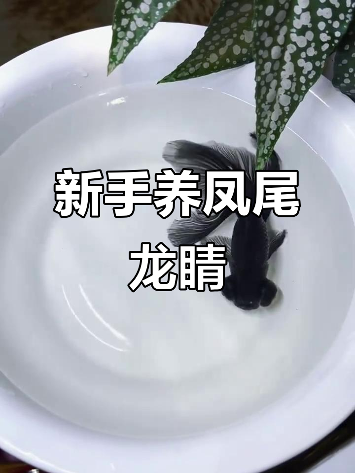 凤尾龙睛金鱼到家,古法养鱼日常记录