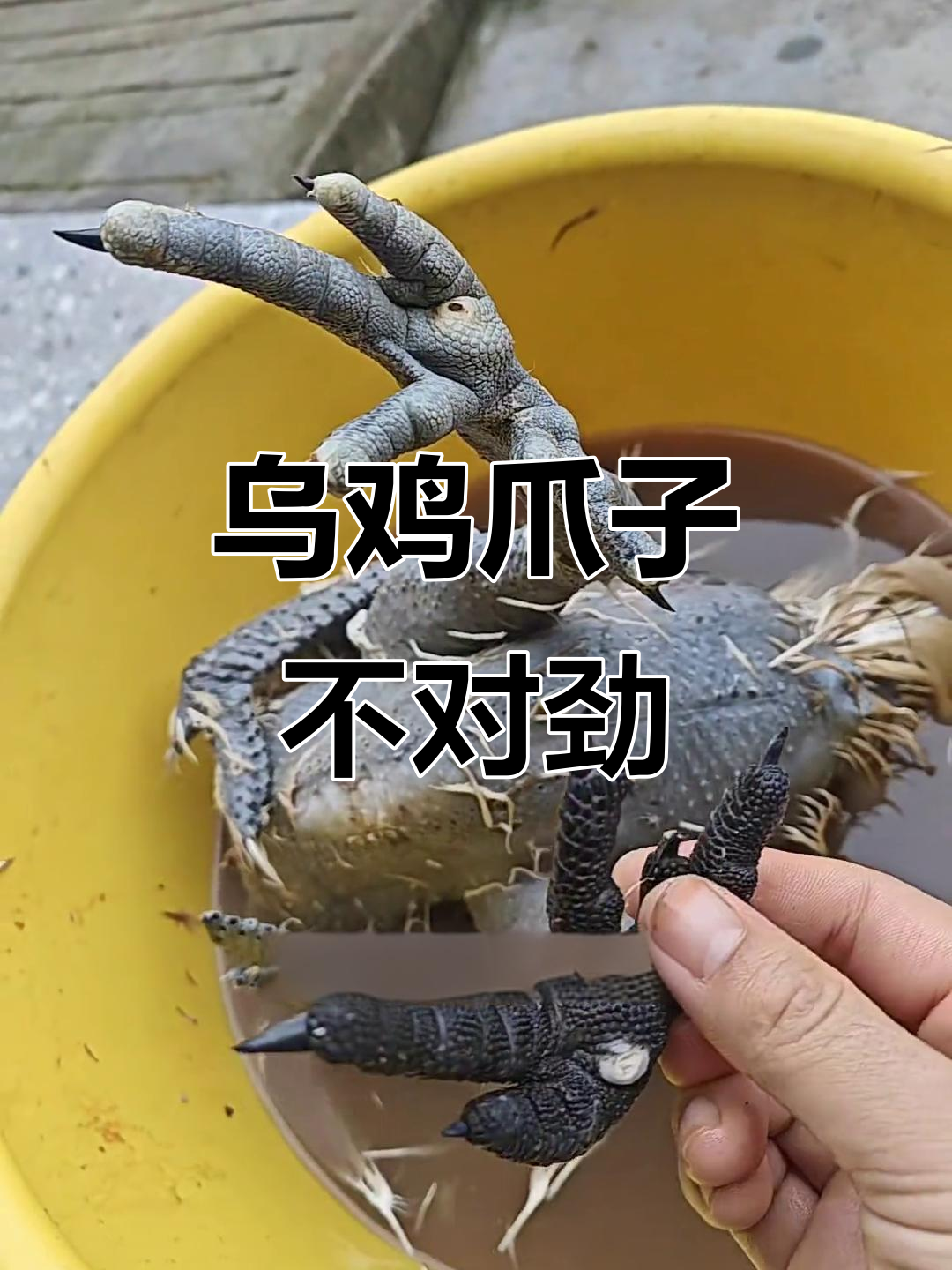 这只乌鸡爪子怎么多了?五爪还是六爪,搞不清楚了